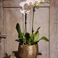 Orchidee mit Ãœbertopf