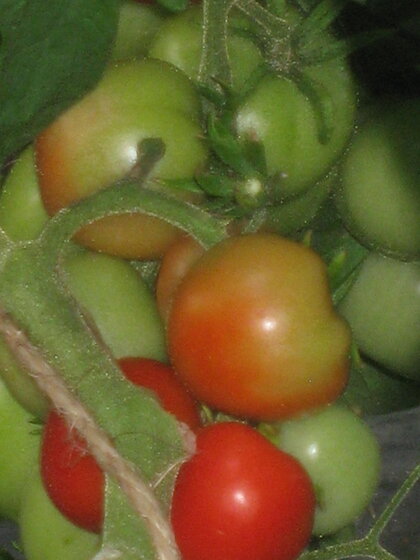 Tomaten zum selber pflÃ¼cken