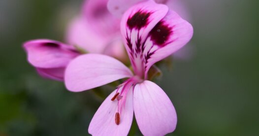 Blumen für Beet & Balkon