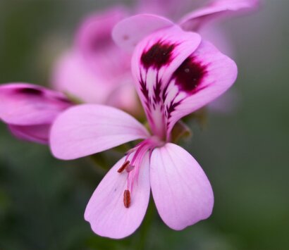 Blumen für Beet & Balkon