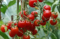 Tomate Rote Murmel