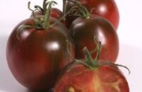 Fleischtomate Schwarze Russische