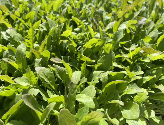 Rucola
