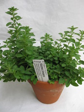Küchen-Oregano Küchen-Oregano