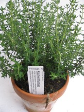 Küchenthymian Küchenthymian