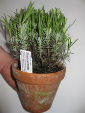 Lavendel, rosa Lavendel, rosa