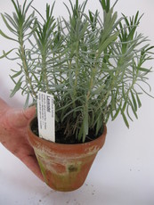 Lavendel, hellblau Lavendel, hellblau