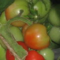 Tomaten zum selber pflücken